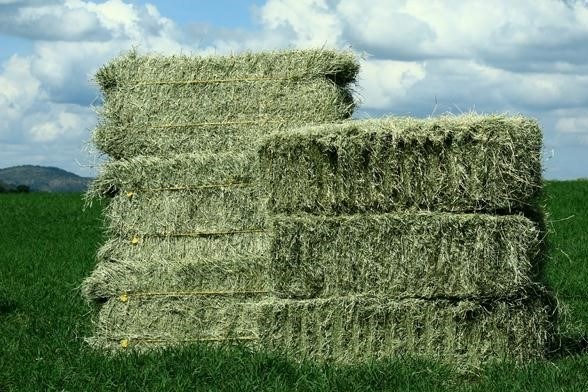 Fardos de feno de Tifton 85 empilhados na Fazenda Agrobill