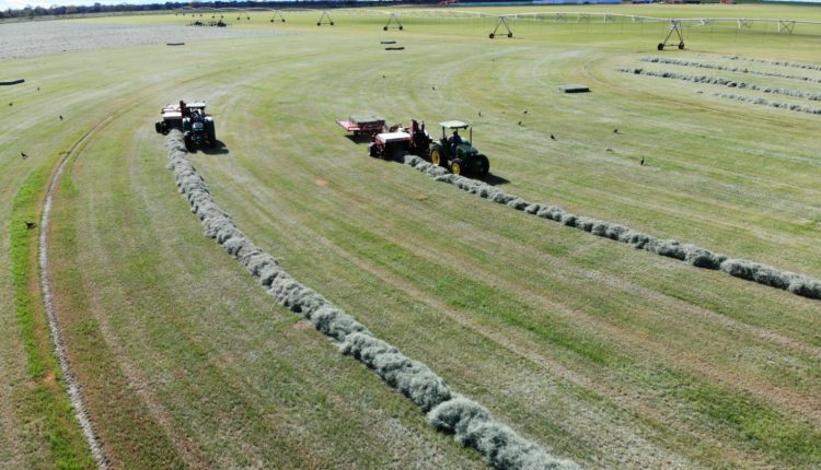 Colheita e enfardamento de feno na Fazenda Agrobill, em Saltinho-SP